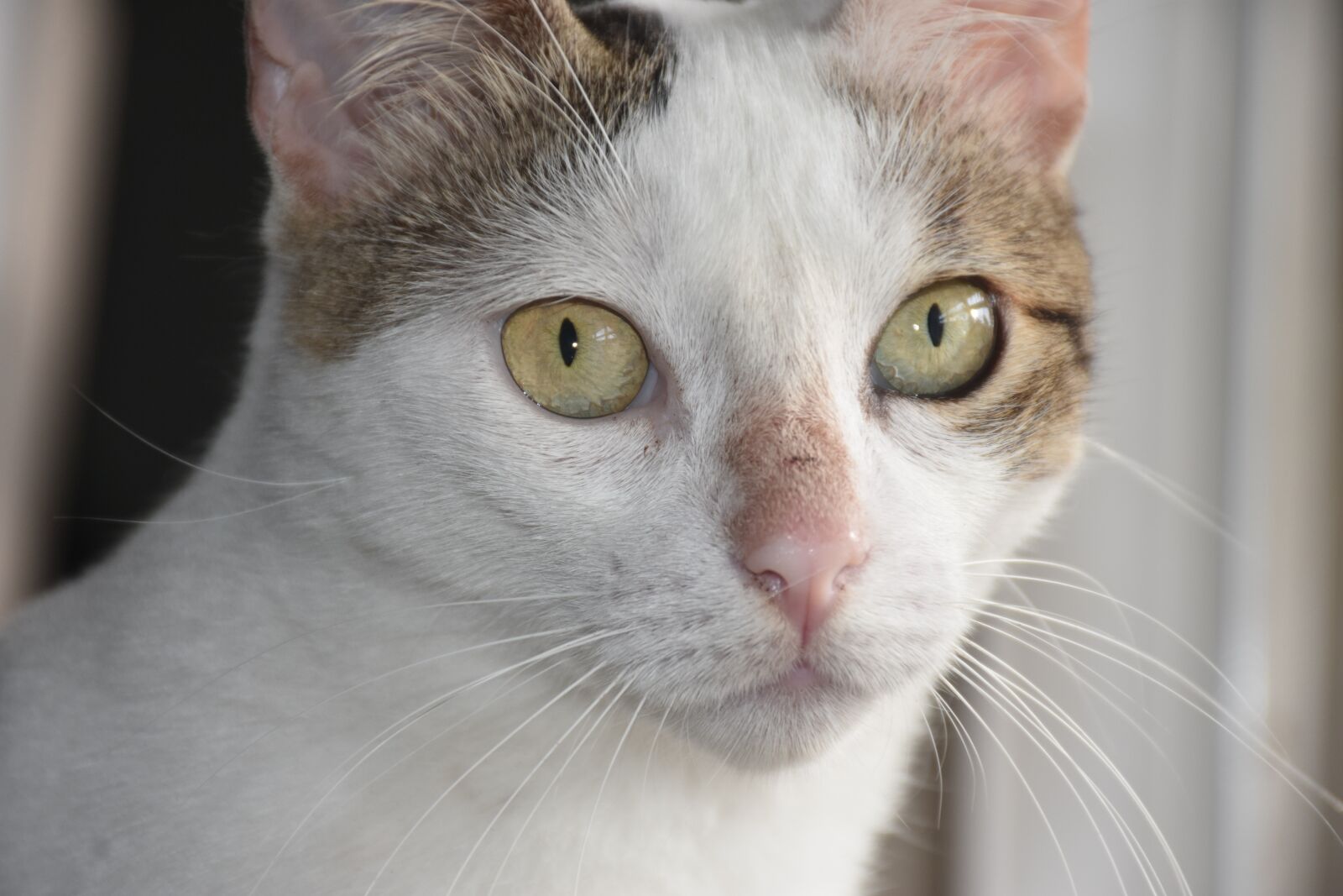 Nikon D7200 sample photo. Cat, feline, kitten photography