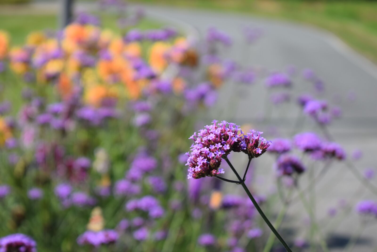 Nikon D5300 sample photo. Purple, purple flower, nature photography