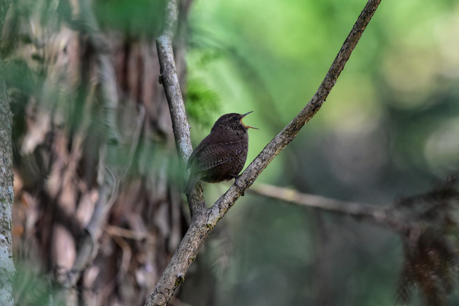 Nikon D7200 sample photo. Animal, forest, wood photography