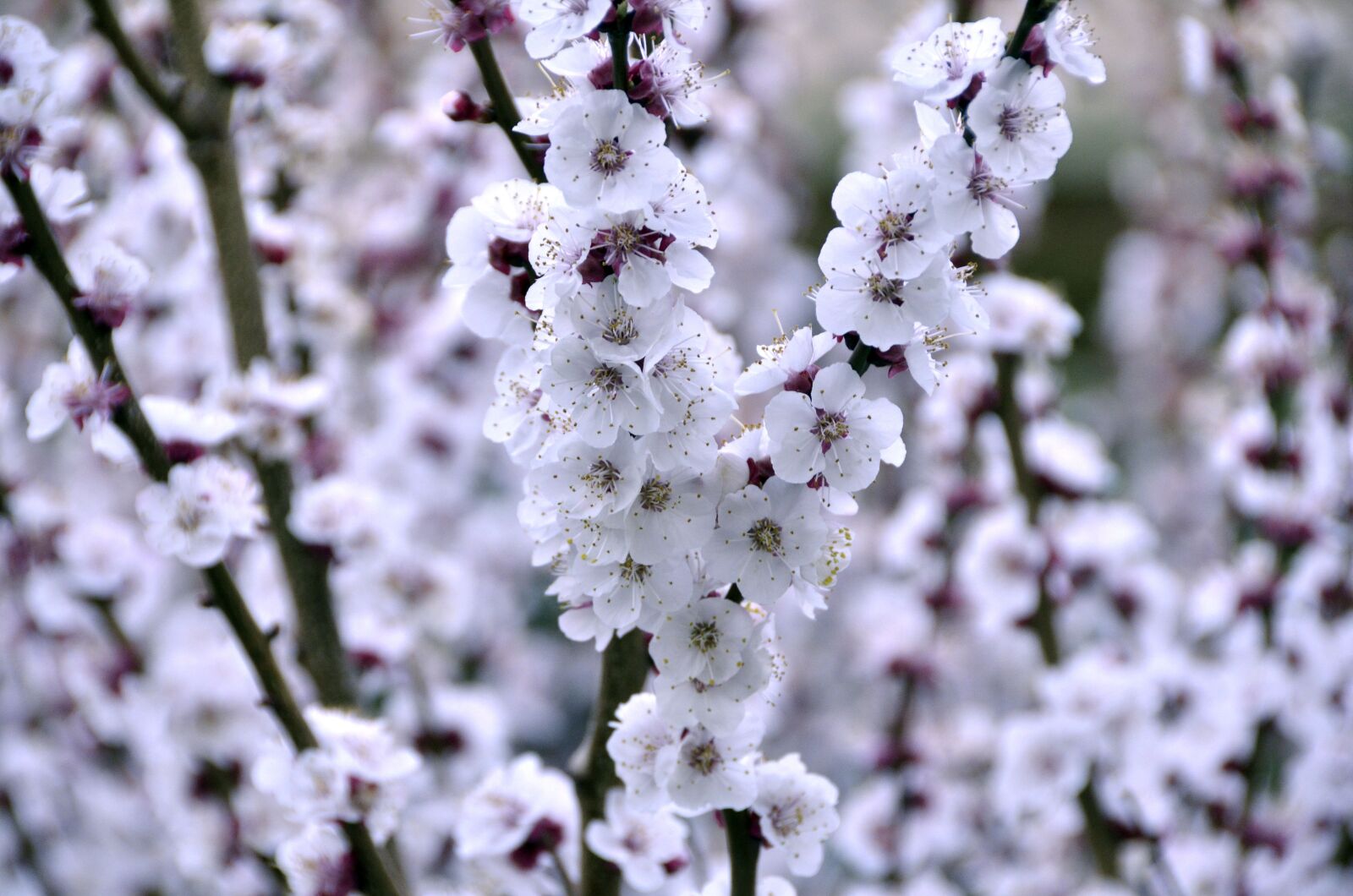 Nikon D7000 sample photo. Nature, flower, flowers photography
