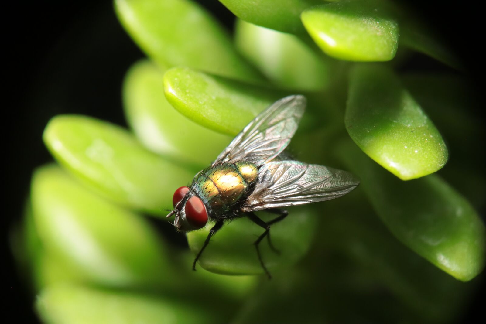 Canon EOS M50 (EOS Kiss M) sample photo. Insect, fly, lucilia photography