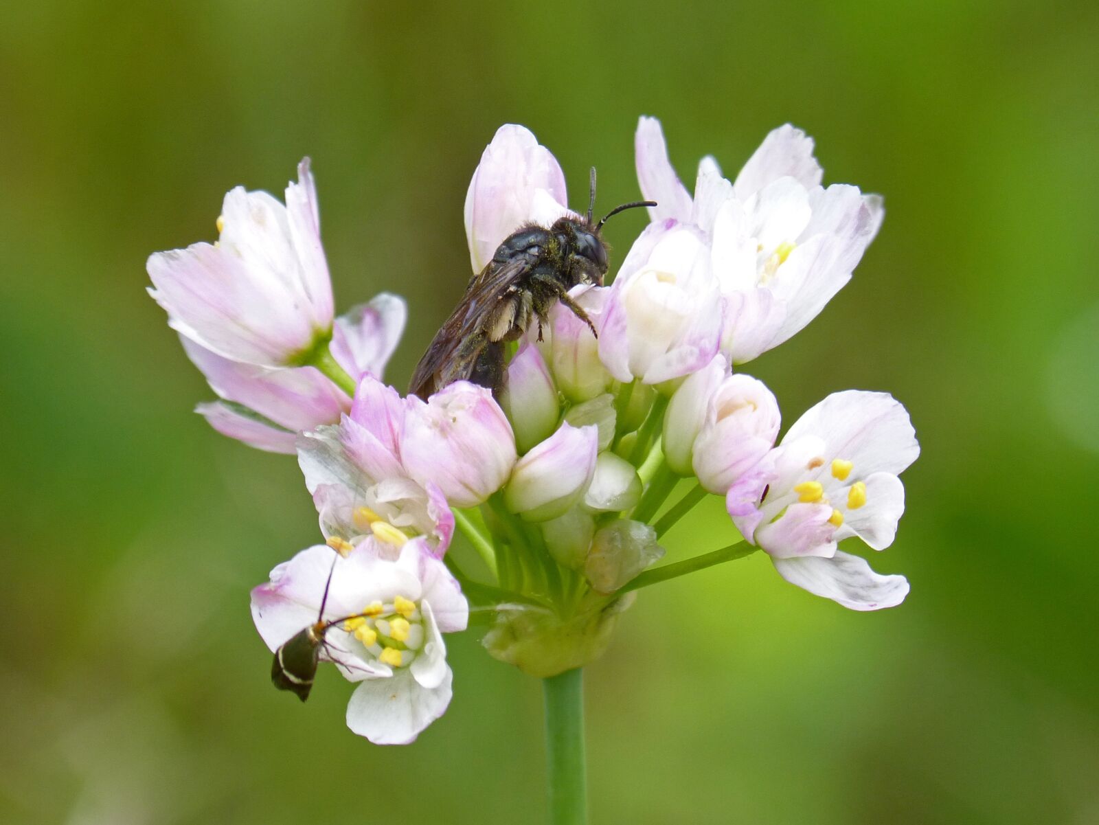Panasonic DMC-FZ62 sample photo. Flower, garlic flower, bee photography