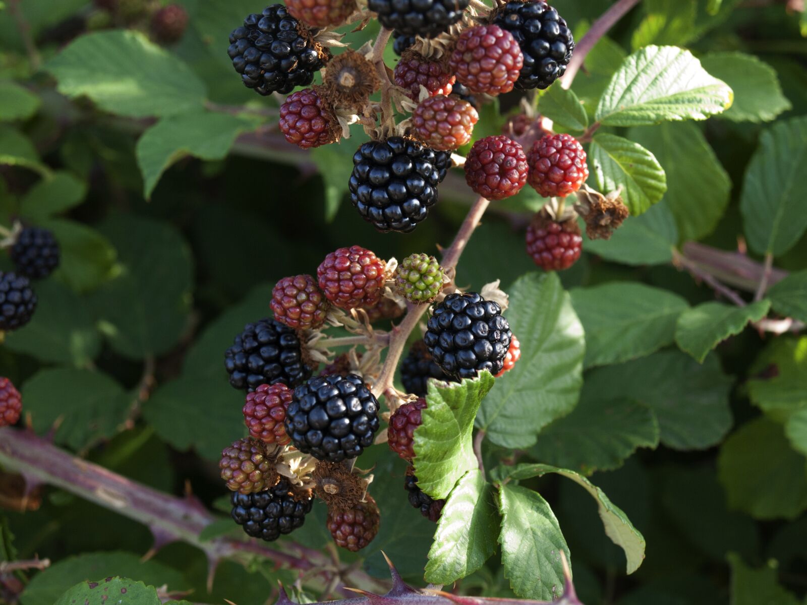 OLYMPUS 14-42mm Lens sample photo. Blackberries, blackberry, red fruit photography