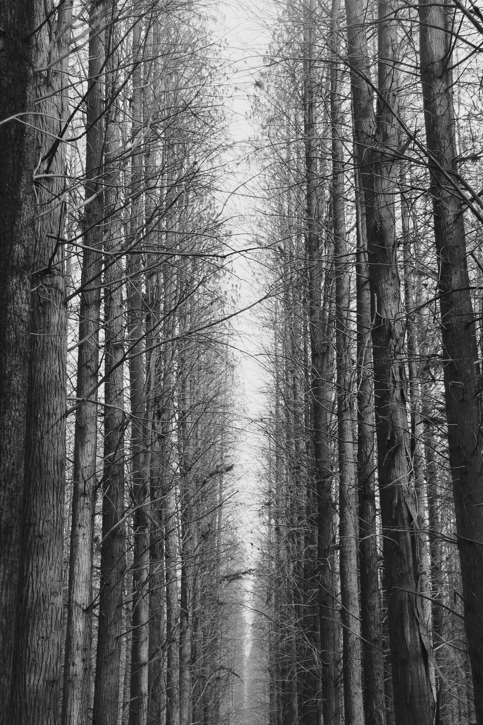 Canon EF-S 18-135mm F3.5-5.6 IS sample photo. Black and white, woods photography