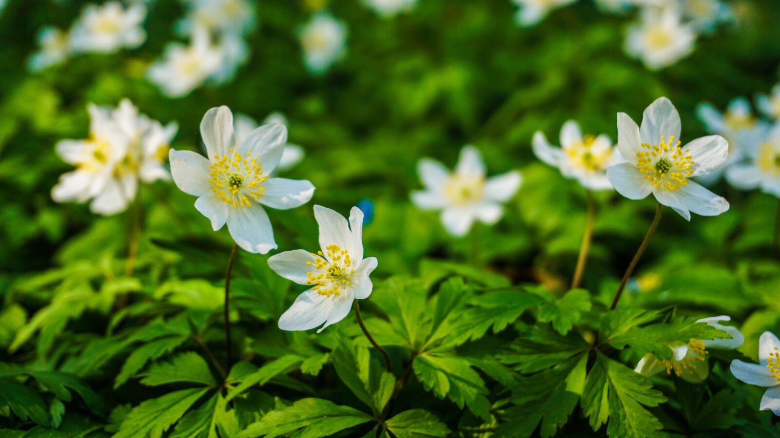 Sony a6000 sample photo. Nature, flowers, blossom photography