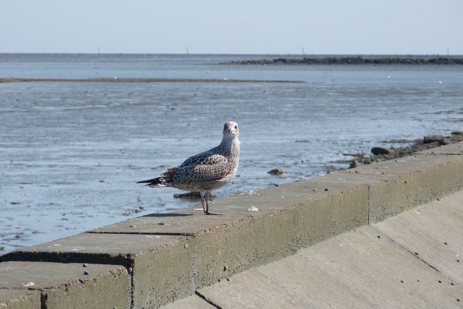 Panasonic Lumix DMC-FZ150 sample photo. Seagull, bird, nature photography