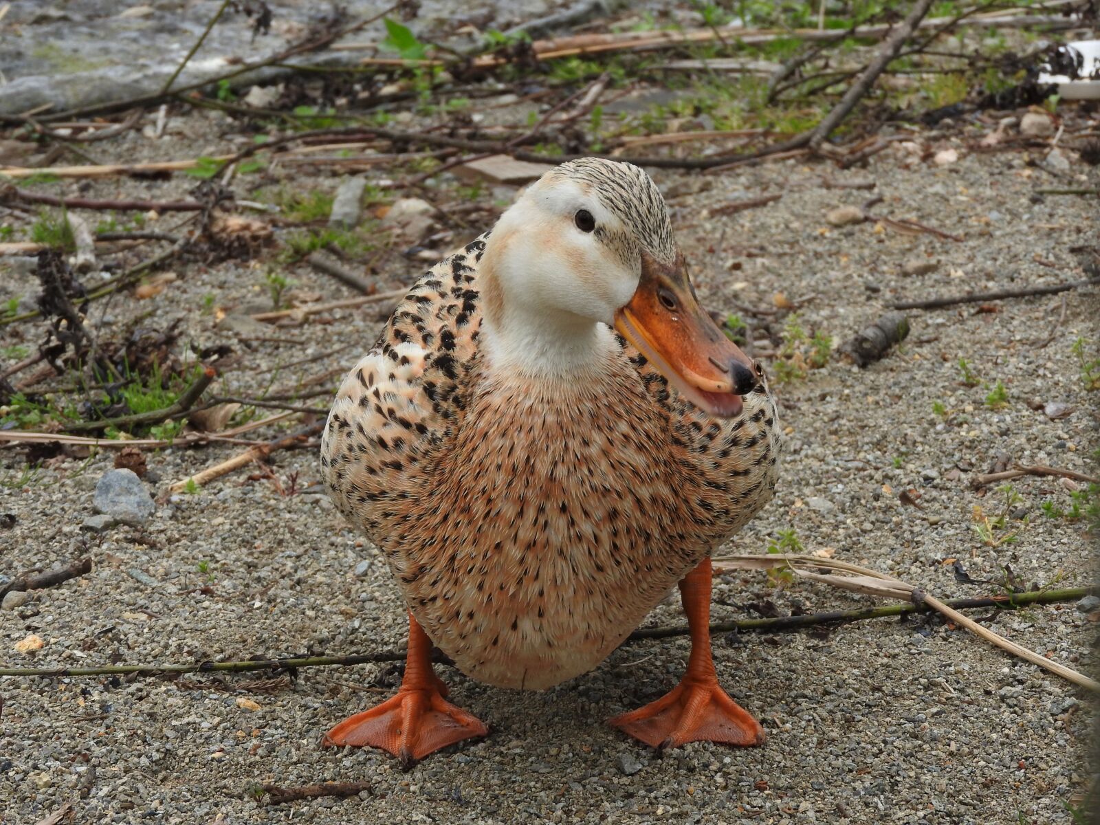 Nikon Coolpix P610 sample photo. Bird, duck, nature photography
