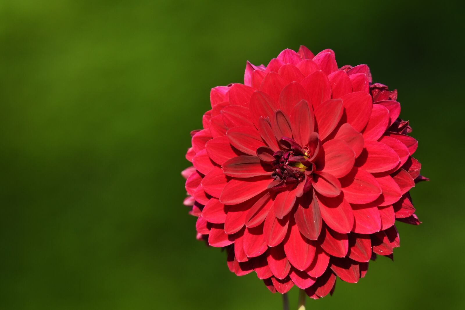Nikon D500 sample photo. Dahlia, red dahlia, red photography