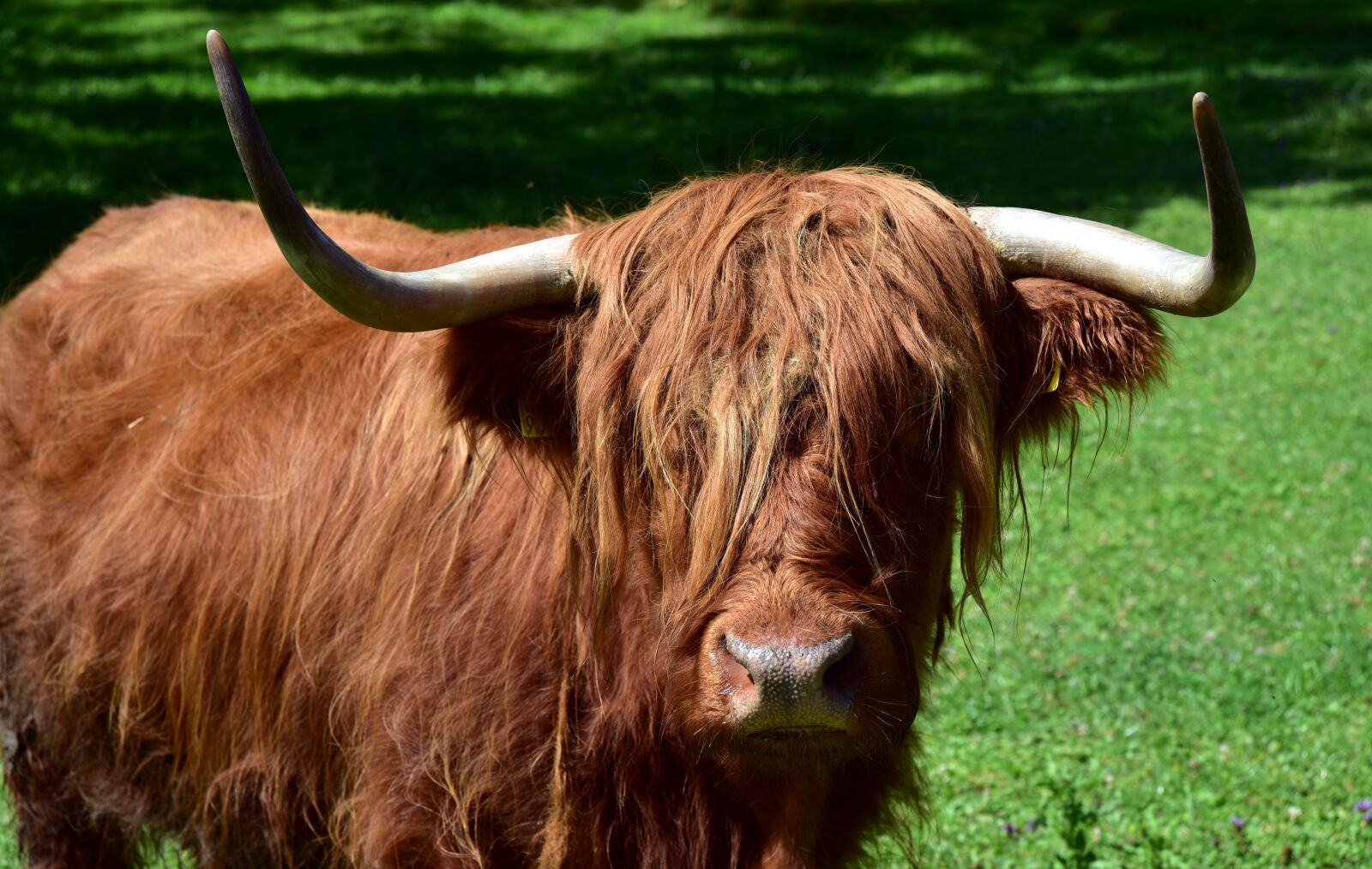 Nikon D750 sample photo. Galloway, beef, highland beef photography