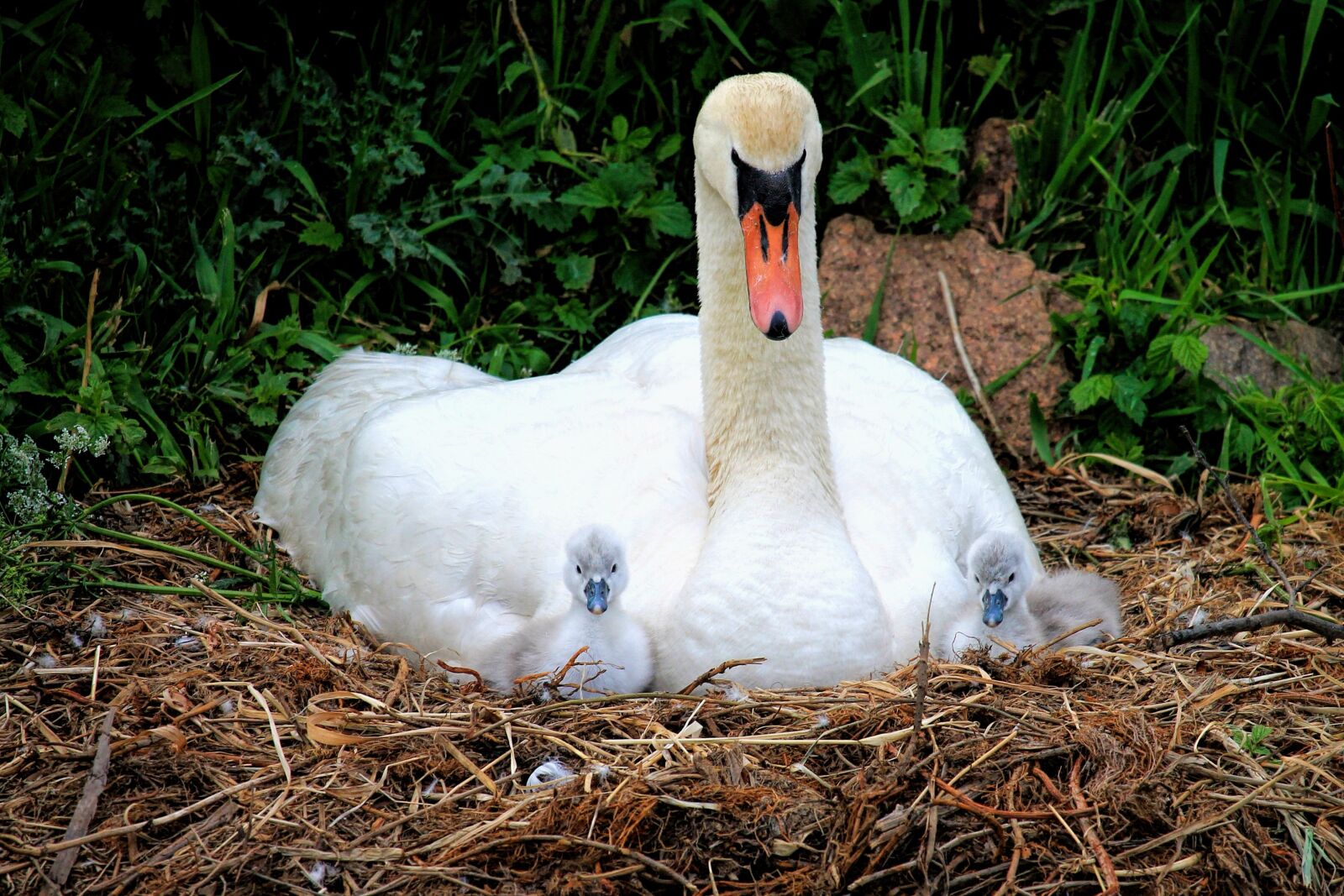 Canon EOS 1100D (EOS Rebel T3 / EOS Kiss X50) + Canon EF-S 55-250mm F4-5.6 IS STM sample photo. Swan, nest, chicken photography