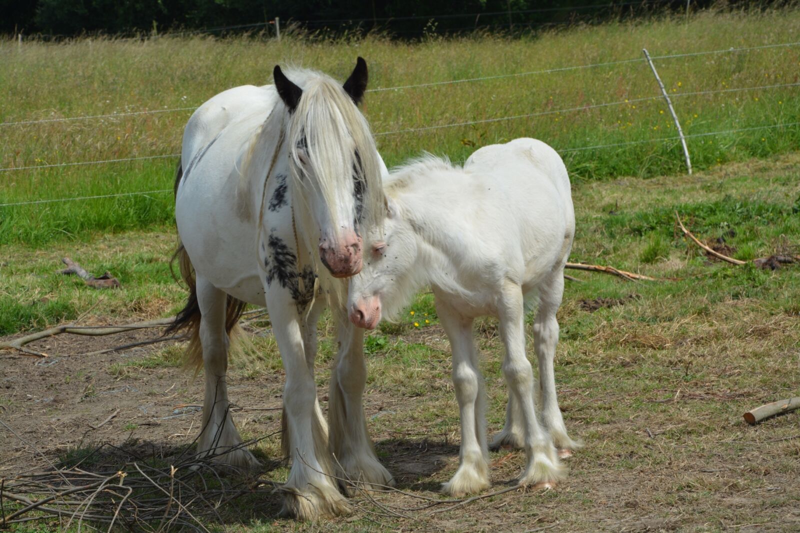 Nikon D5200 sample photo. Mare, foal, mom photography