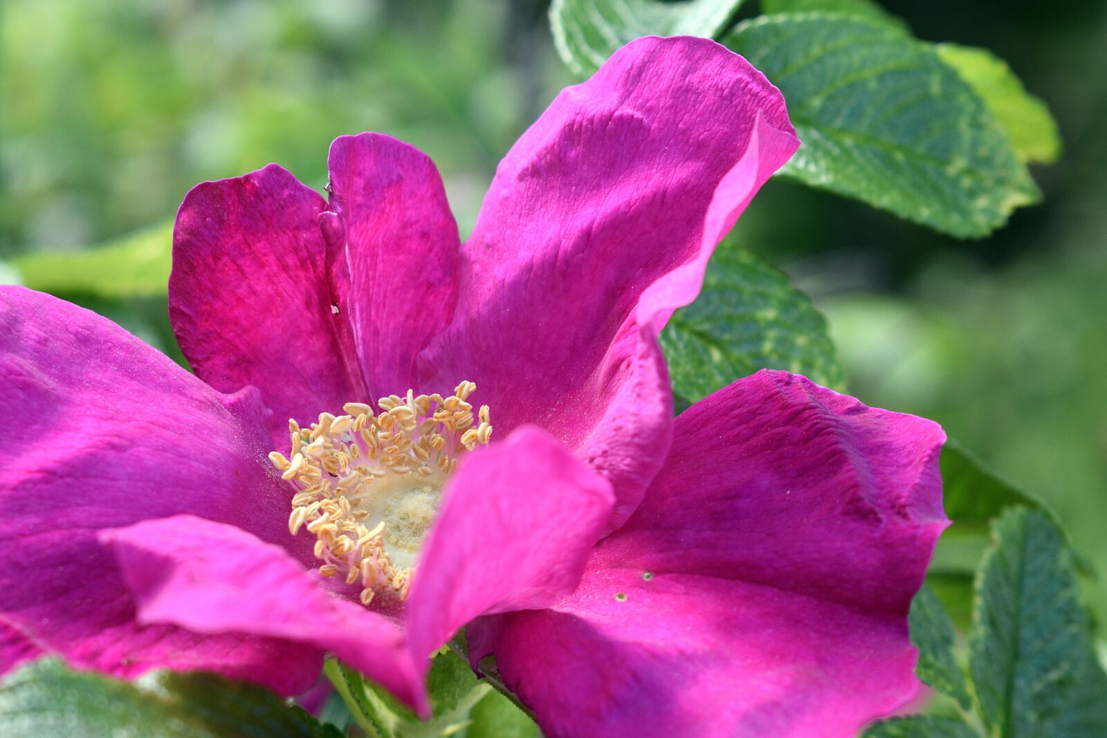 Nikon D3400 sample photo. Flower, flowers, spring photography