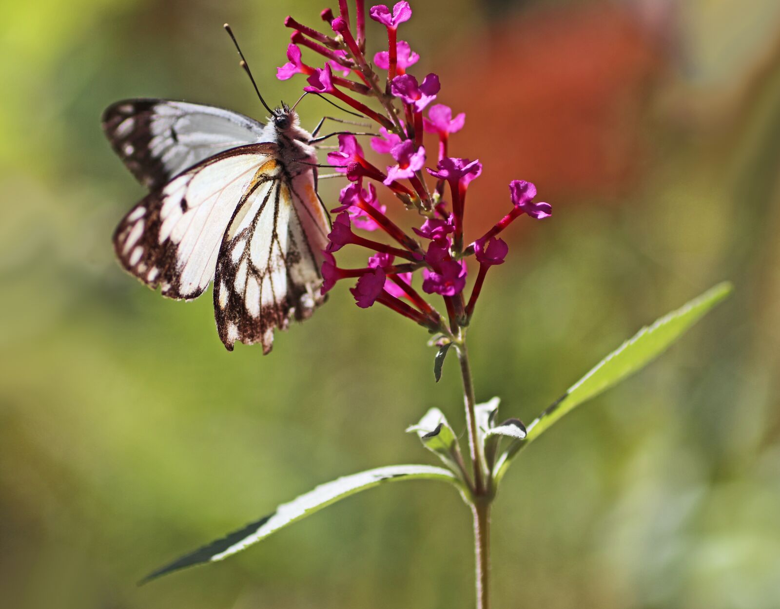 Tamron SP 90mm F2.8 Di VC USD 1:1 Macro sample photo. Butterfly, insect, nectar photography