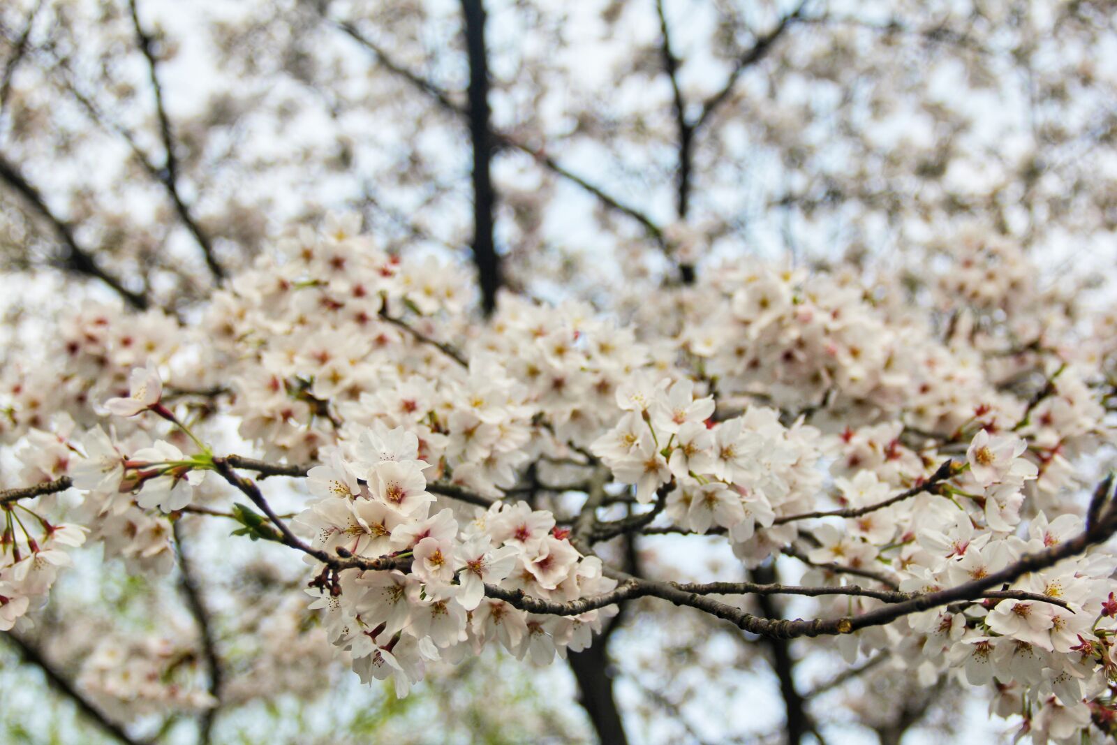 Canon EOS 60D sample photo. Cherry blossom, spring, white photography