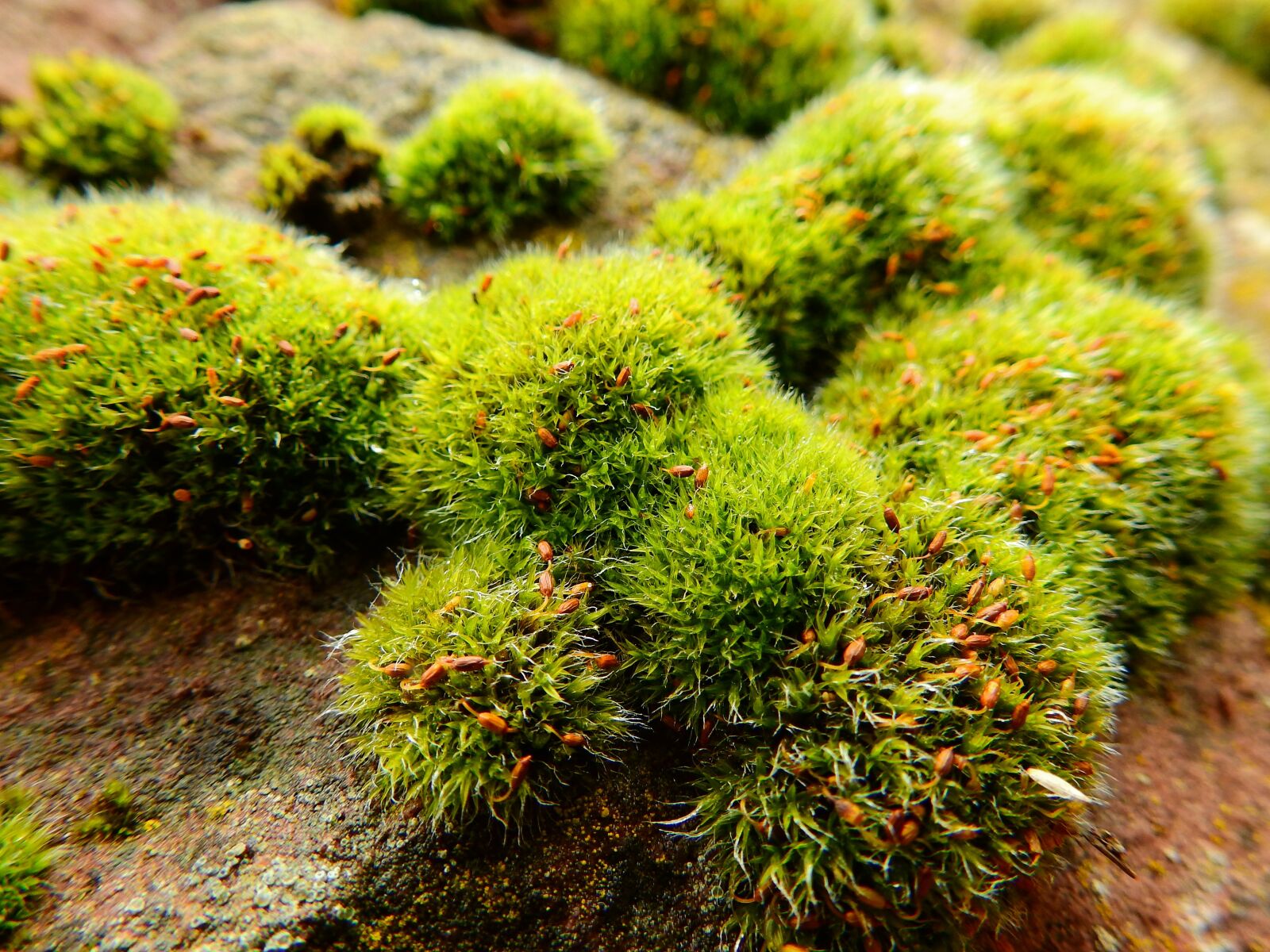 Nikon Coolpix P900 sample photo. Moss, stone, rock photography