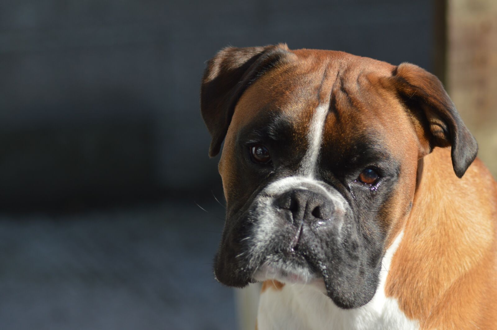 Nikon D3200 sample photo. Boxer, dog, pet photography