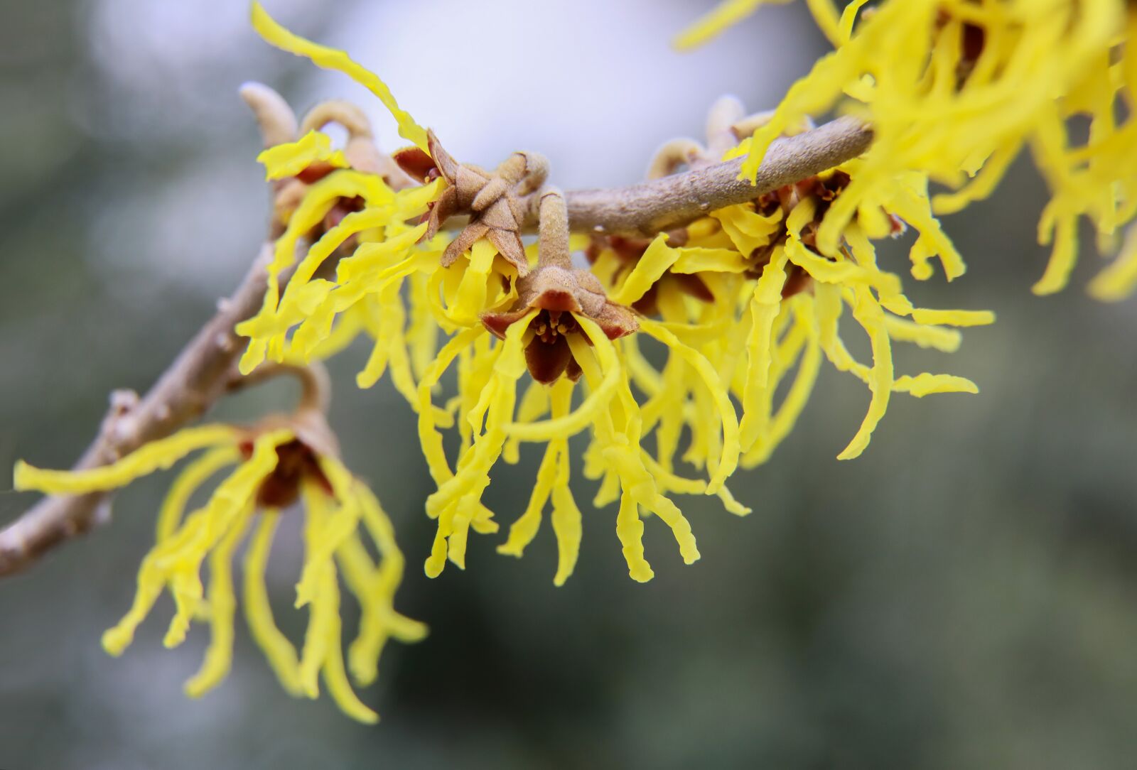 Canon EOS 5D Mark IV sample photo. Witch hazel, peanut flower photography