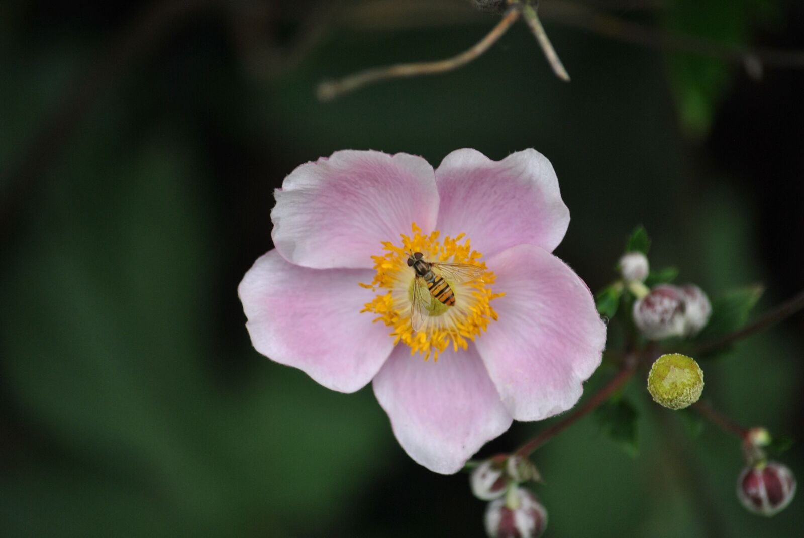 Nikon D3000 sample photo. Blossom, bloom, bee photography