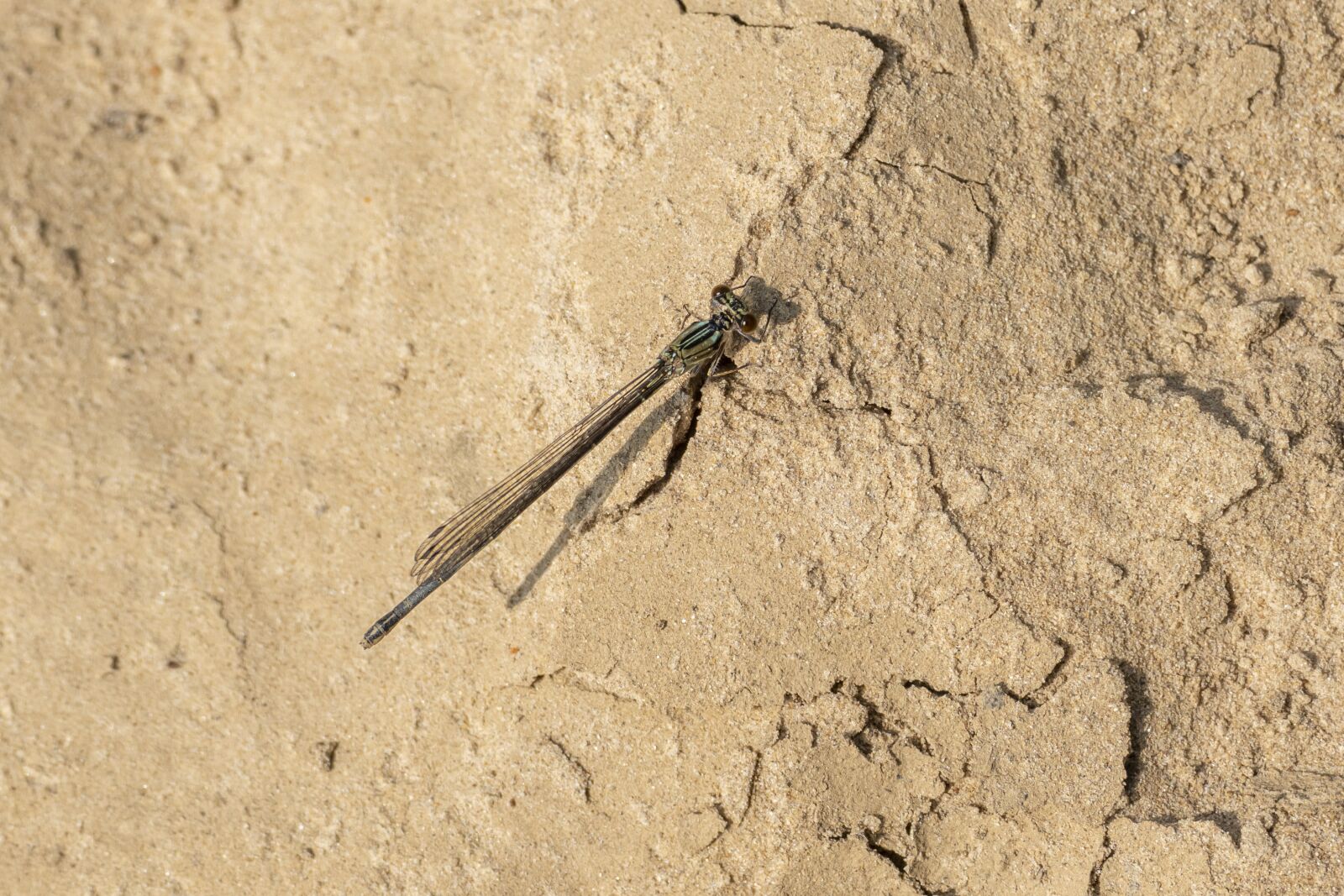 Panasonic Lumix DMC-FZ1000 sample photo. Dragonfly, blue, insect photography