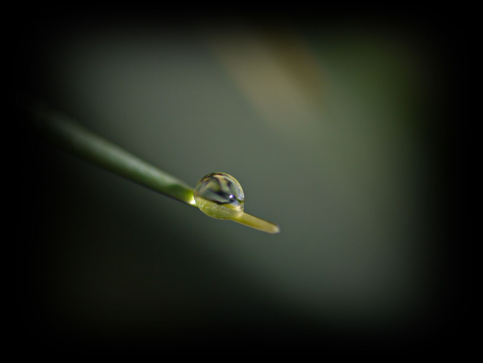 Panasonic Lumix DMC-G3 sample photo. F sz l, dew-drop photography