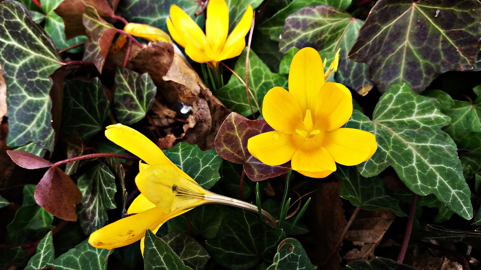 Samsung Galaxy J5 sample photo. Flower, yellow, plant photography