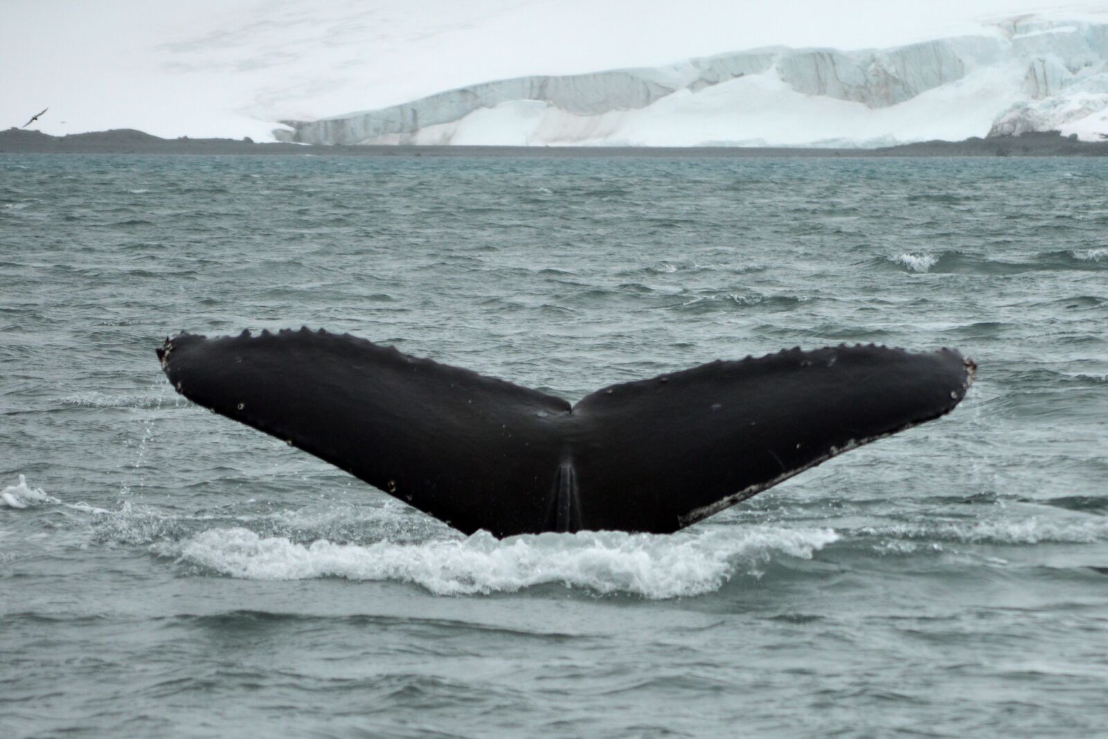 Nikon D3200 sample photo. Tail, whale, antarctica photography