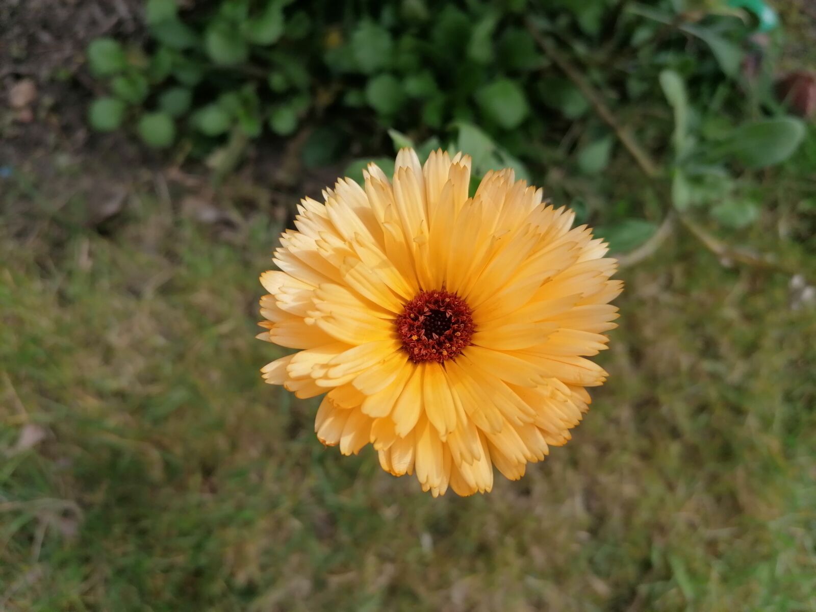HUAWEI P30 LITE sample photo. Yellow, flower, marigold photography