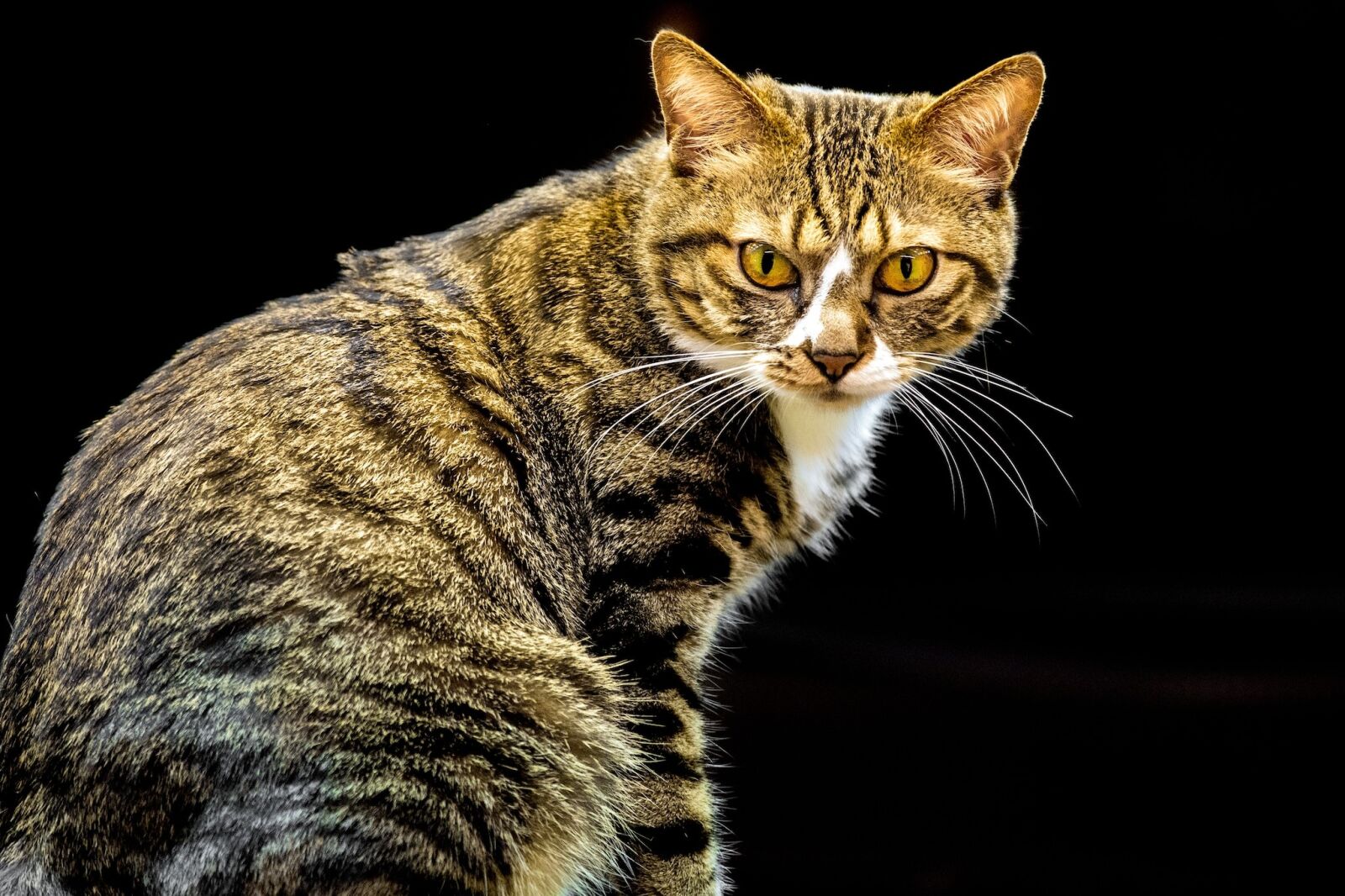 Nikon D7200 sample photo. Cat, eyes, domestic photography