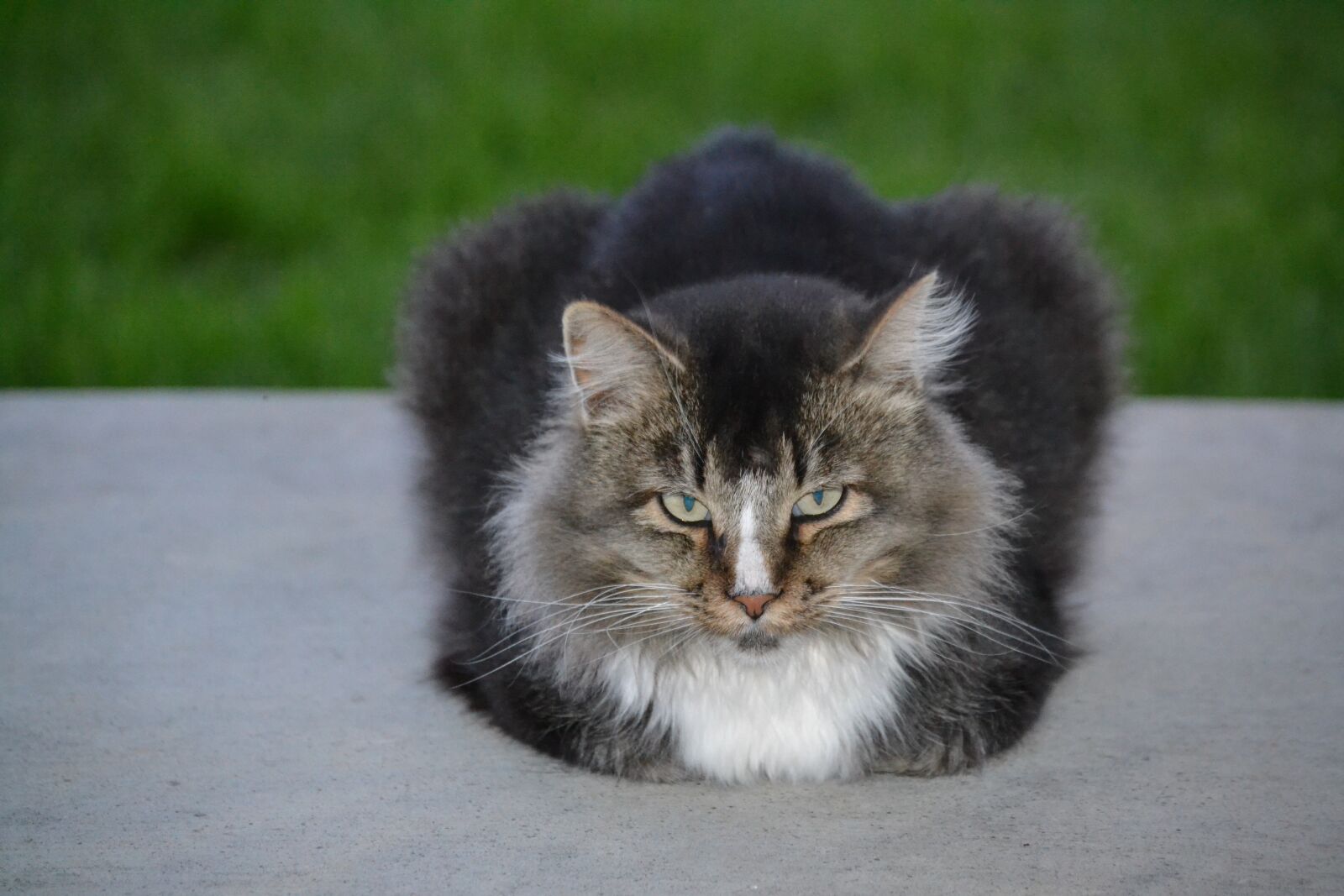 Nikon D3100 sample photo. Cat, animal, pet photography