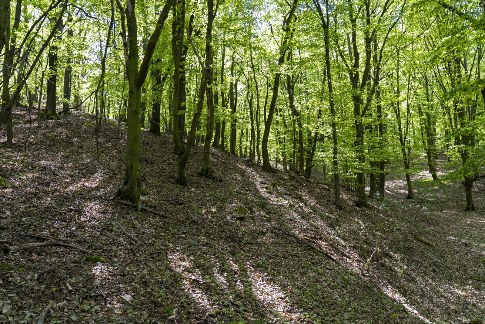 Sony FE 24-105mm F4 G OSS sample photo. Forest, nature, trees photography