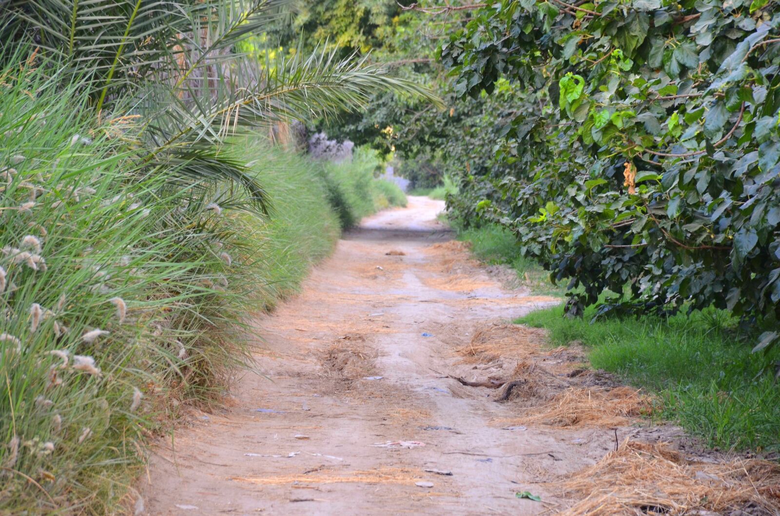 Nikon D7000 sample photo. Forest, path, footpath photography
