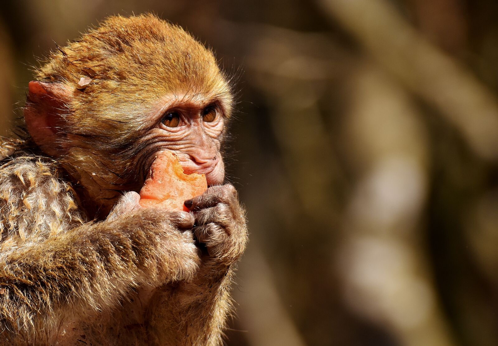 Nikon D7200 sample photo. Barbary ape, eat, carrot photography
