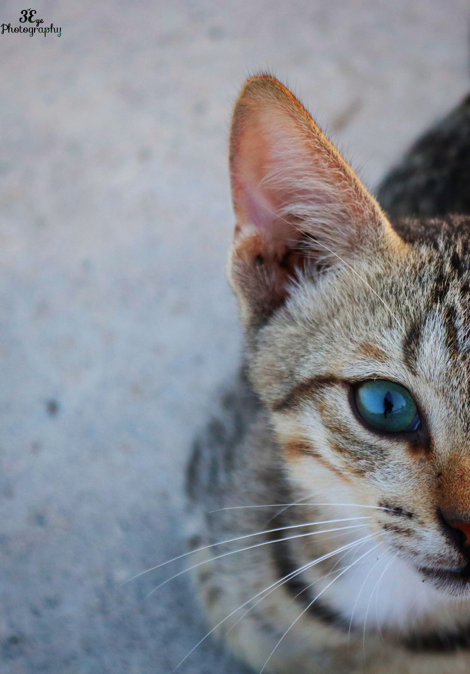 Canon EOS 200D (EOS Rebel SL2 / EOS Kiss X9) sample photo. Canon200d, meow, kitten, animalfotography photography
