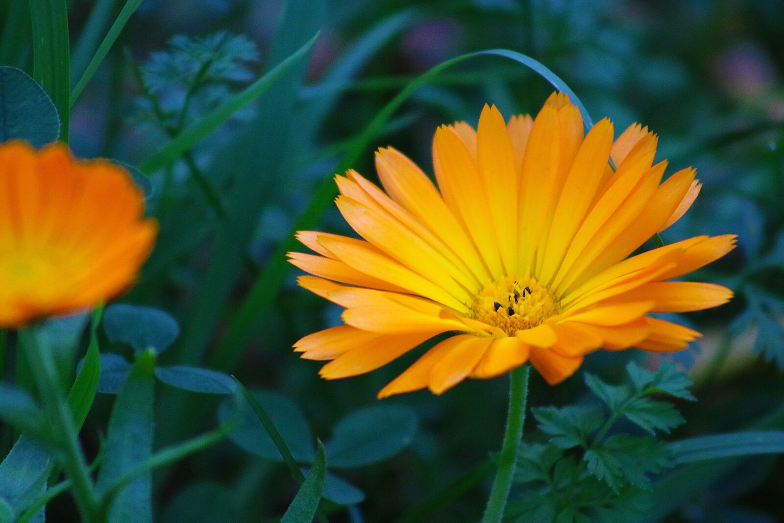 Canon EOS 750D (EOS Rebel T6i / EOS Kiss X8i) sample photo. Flower, plant, nature photography