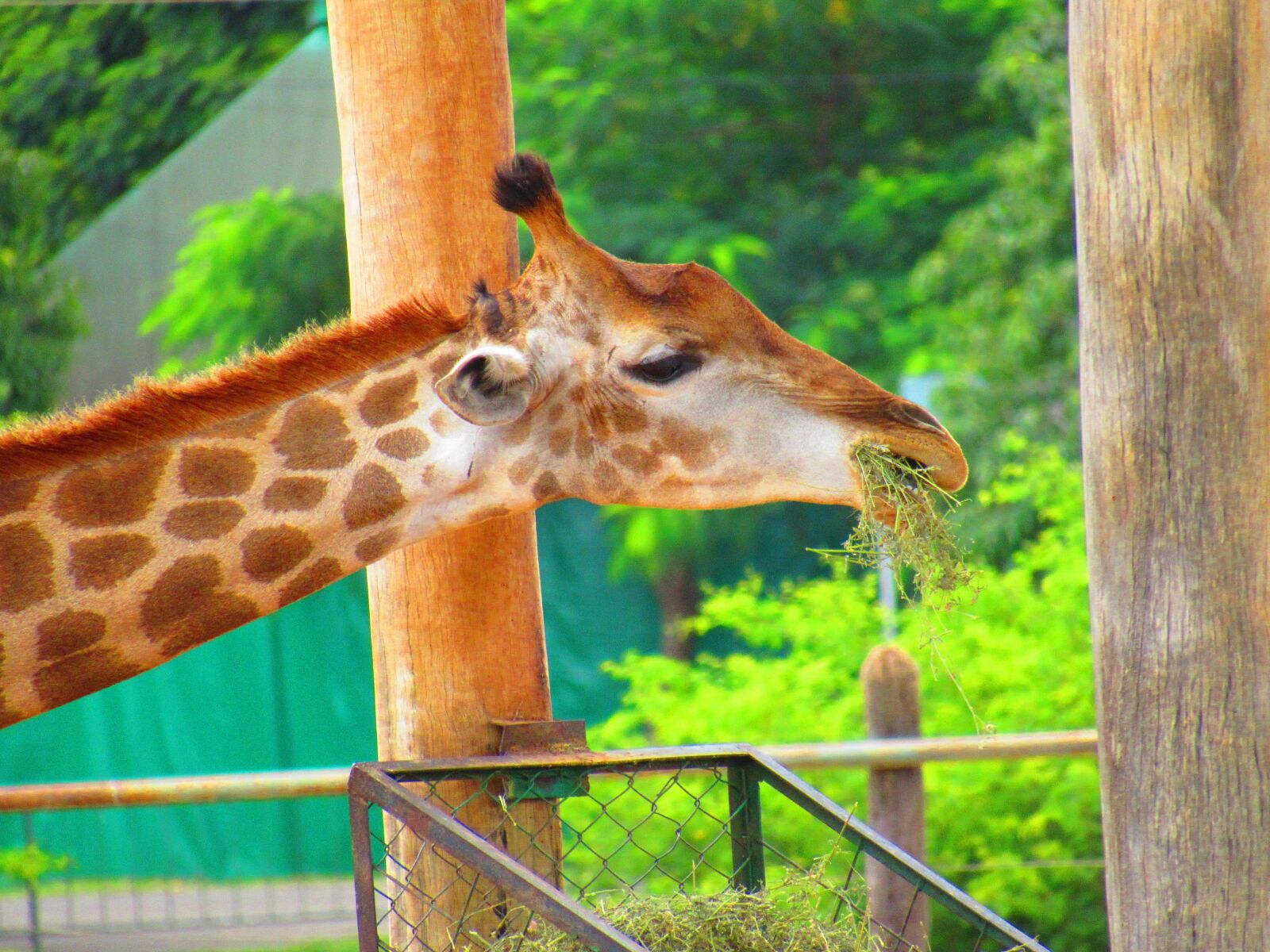 Canon PowerShot SX520 HS sample photo. Giraffe, zoo, africa photography