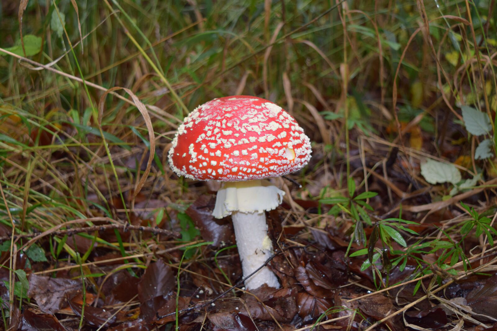 Nikon D3300 sample photo. Mushroom, autumn, fly agaric photography