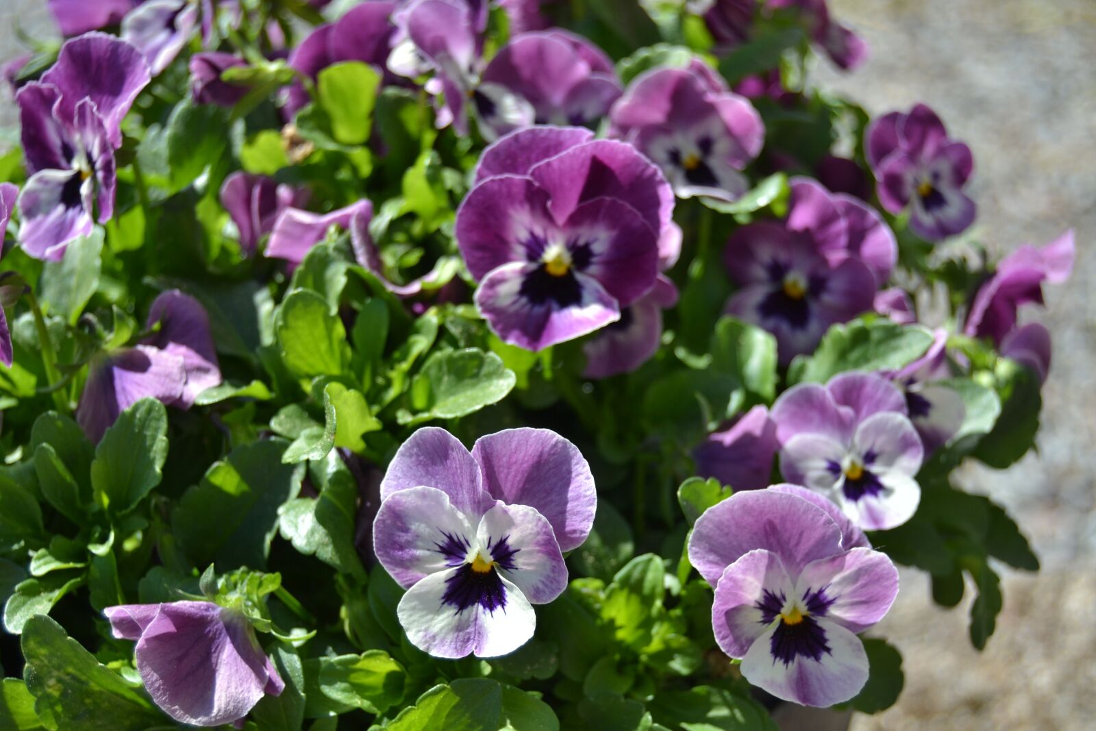 Nikon D3100 sample photo. Pansy, violets, flowers photography