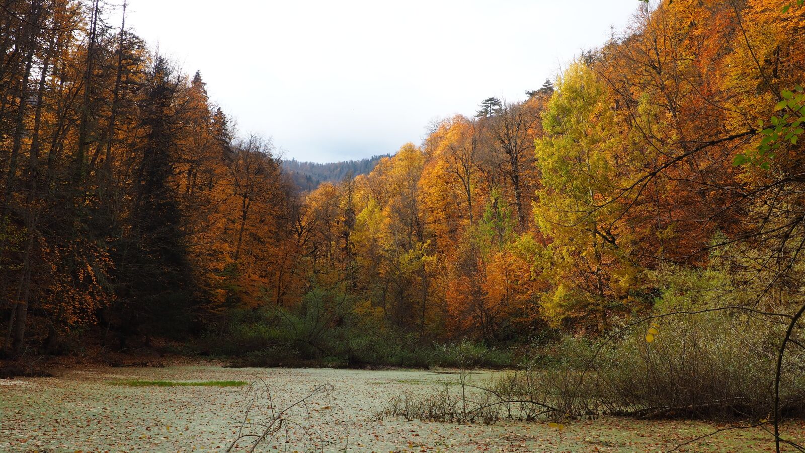 Olympus OM-D E-M10 sample photo. Autumn, peace, nature photography
