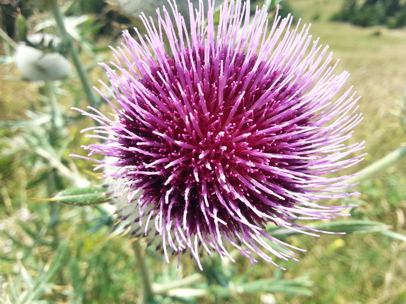 Samsung Galaxy S3 sample photo. Thistle, flower, bloom photography