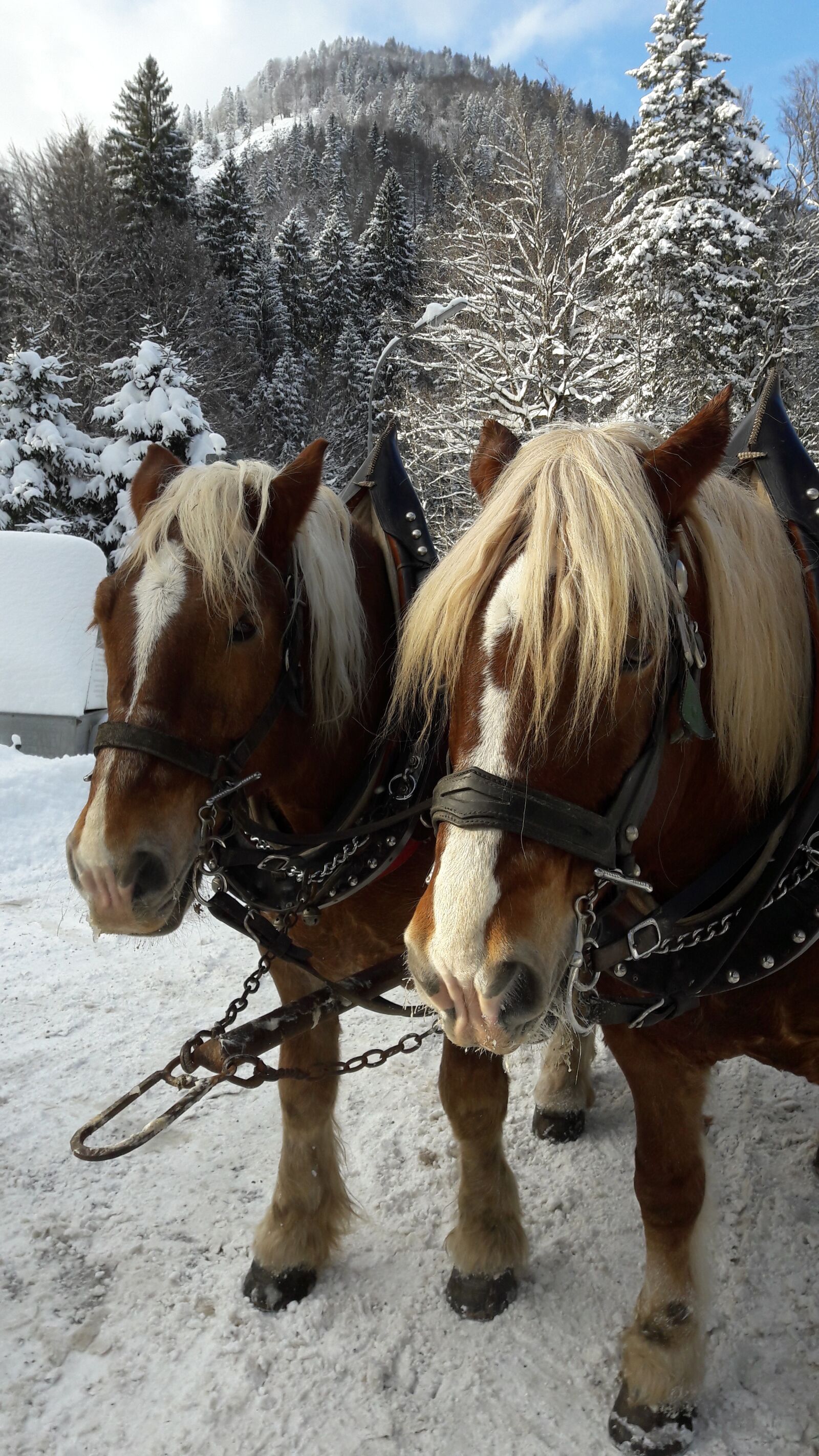 Samsung Galaxy A5(2016) sample photo. Nature, horses, winter photography