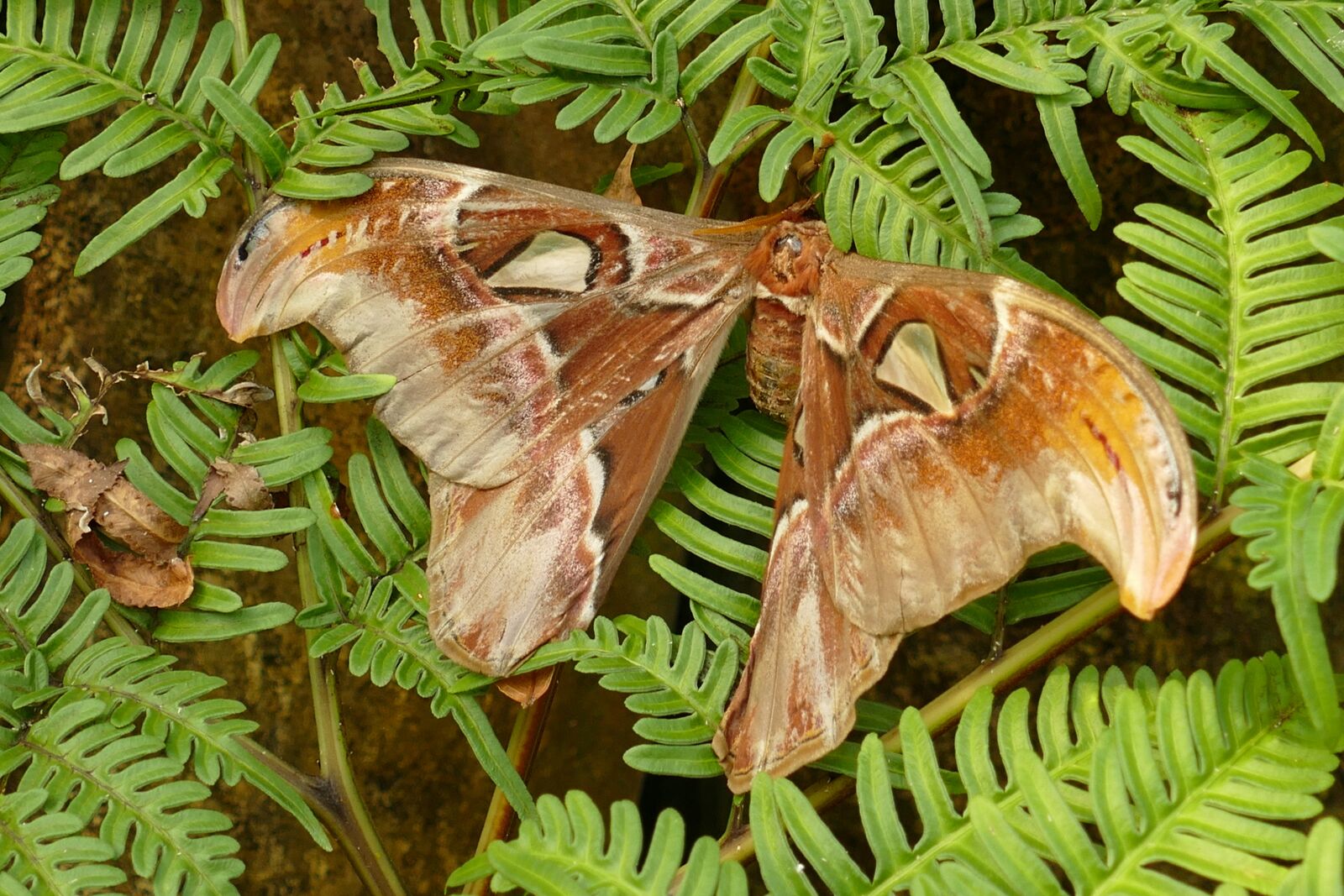 Panasonic Lumix DMC-FZ1000 sample photo. Rothschildia, nachtpauwoog, butterfly photography