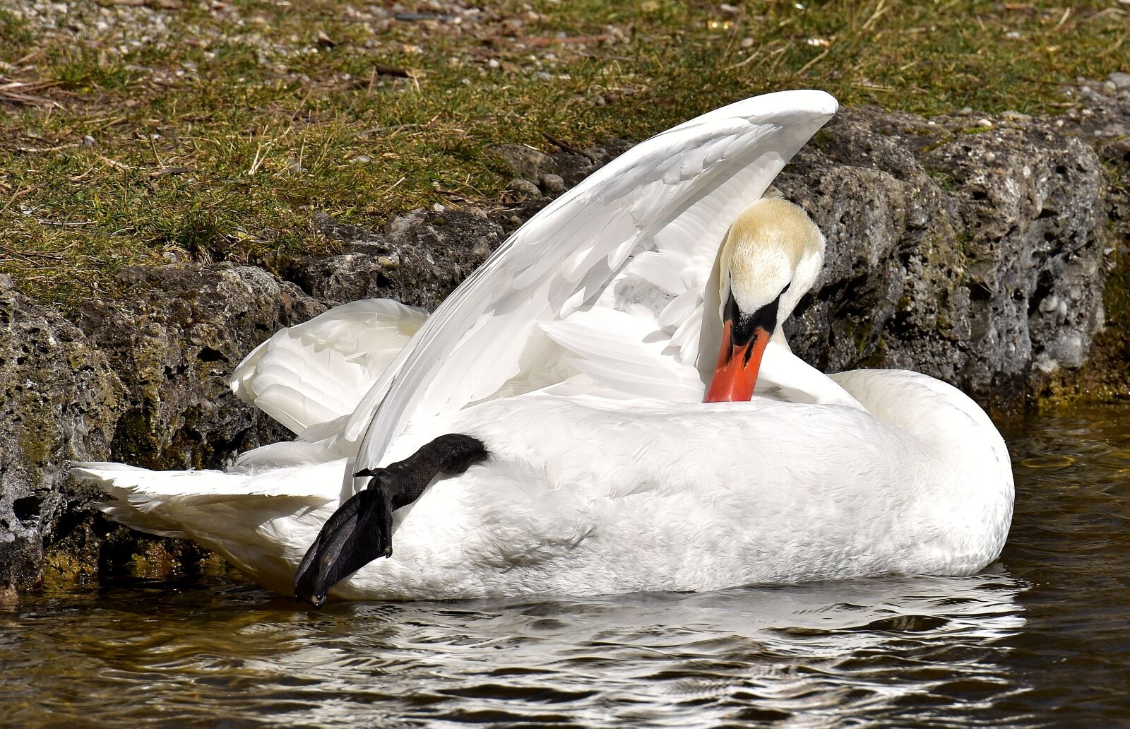 Nikon D7200 sample photo. Swan, noble, animal world photography