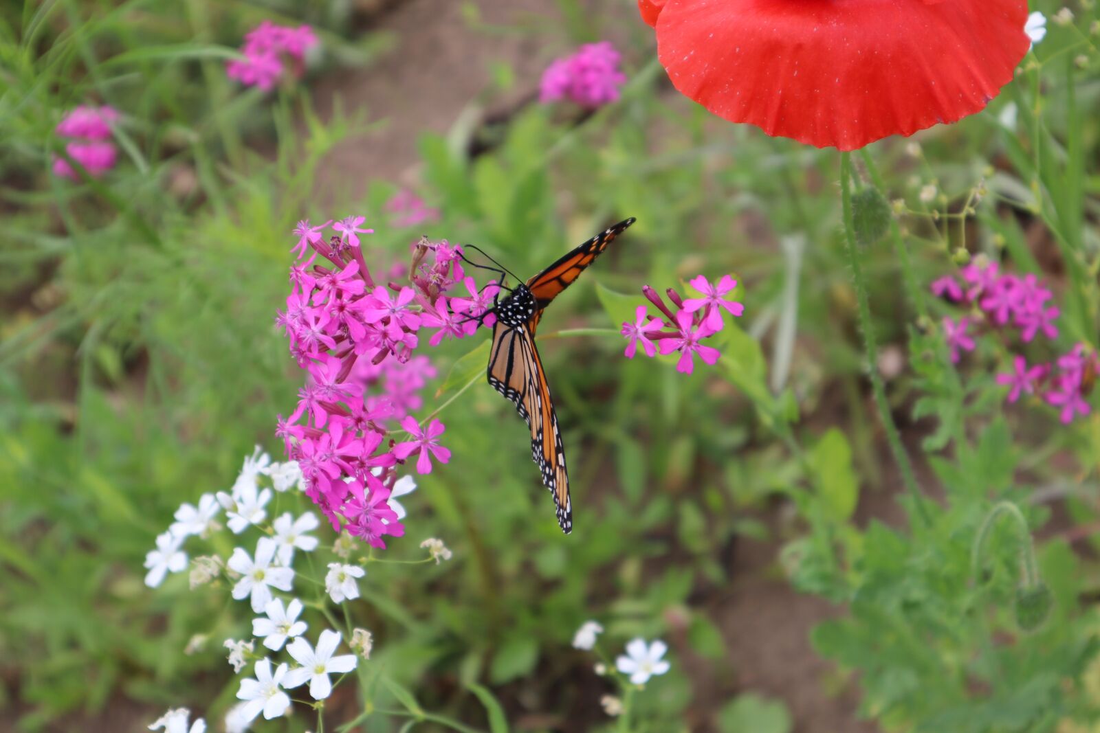 Canon EOS M50 (EOS Kiss M) sample photo. Butterfly, monarch, insect photography