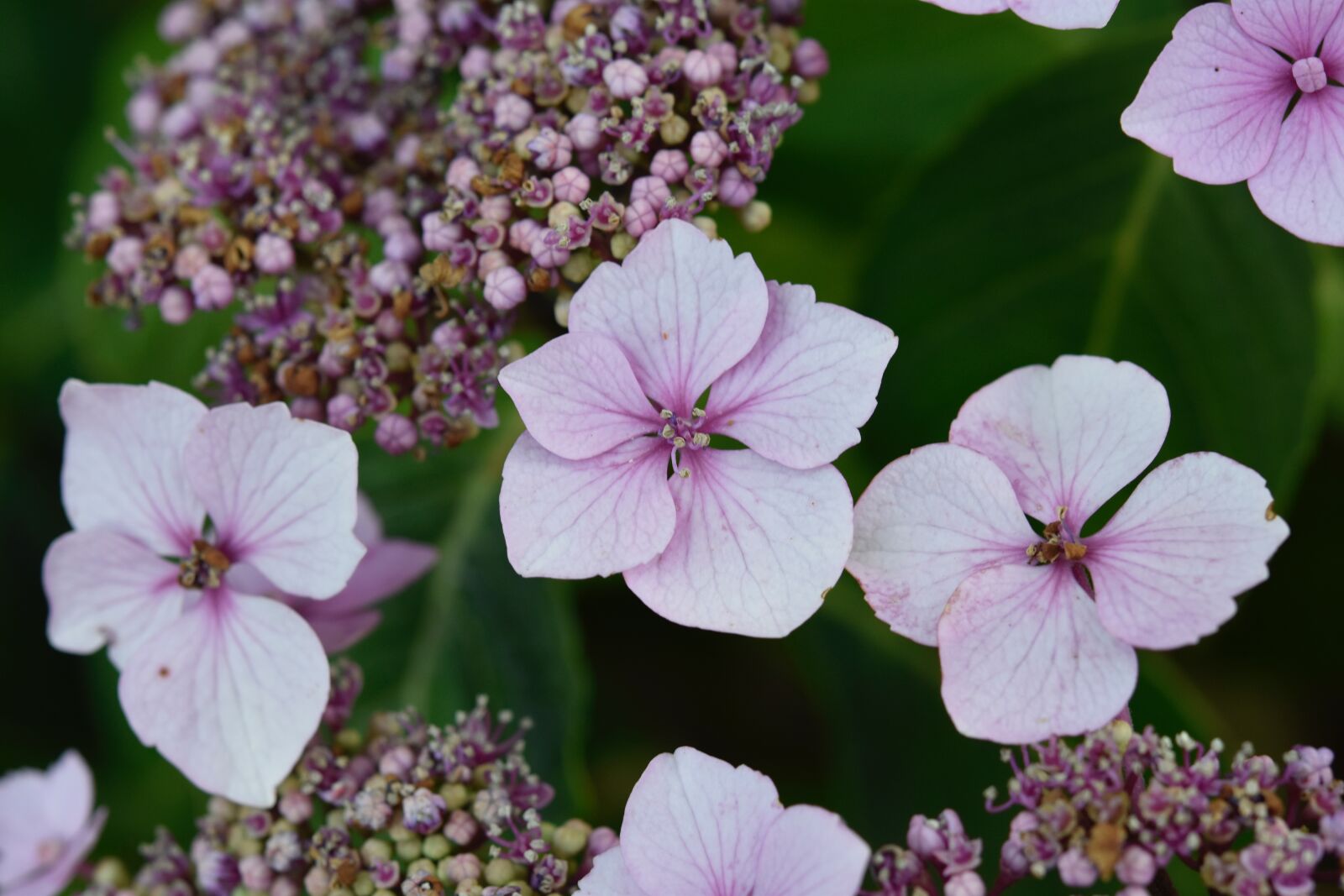 Nikon D5600 sample photo. Flower hydrangea, hydrangea pink photography