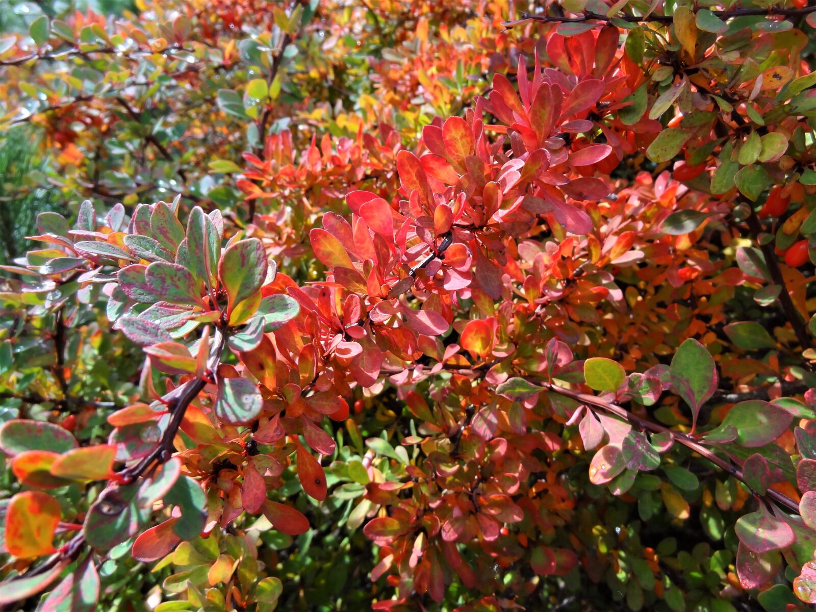 Sony Cyber-shot DSC-HX9V sample photo. Landscape, nature, autumn photography