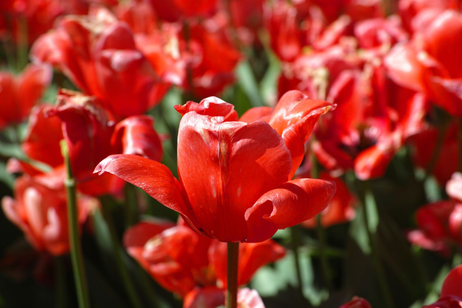 Sigma DP3 Merrill sample photo. Flower, tulips, beautiful photography