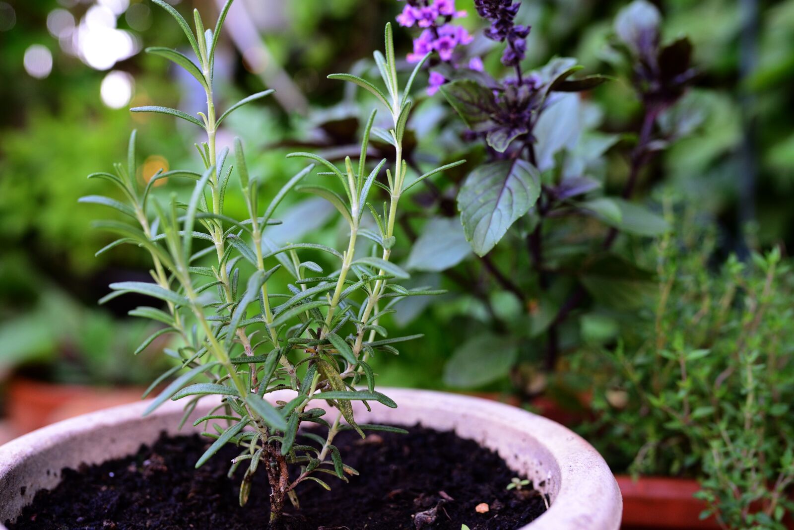 Nikon D610 sample photo. Rosemary, basil bush basil photography