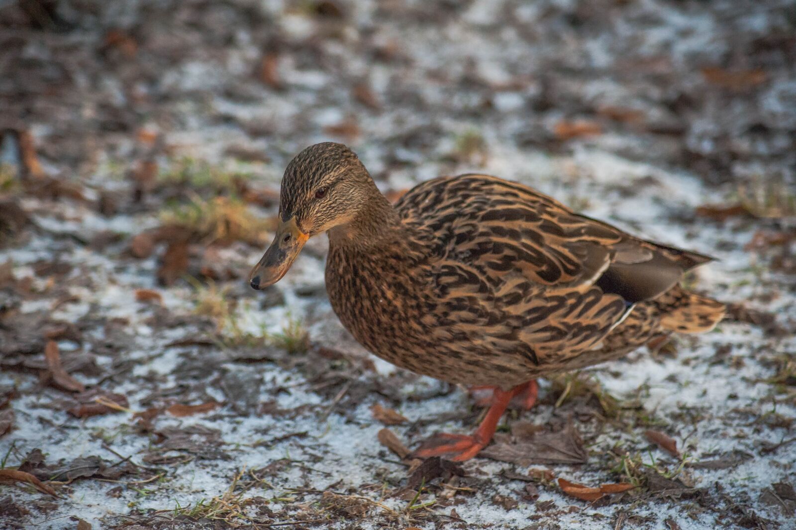 Nikon D700 sample photo. Mallard, sadek, plumage photography
