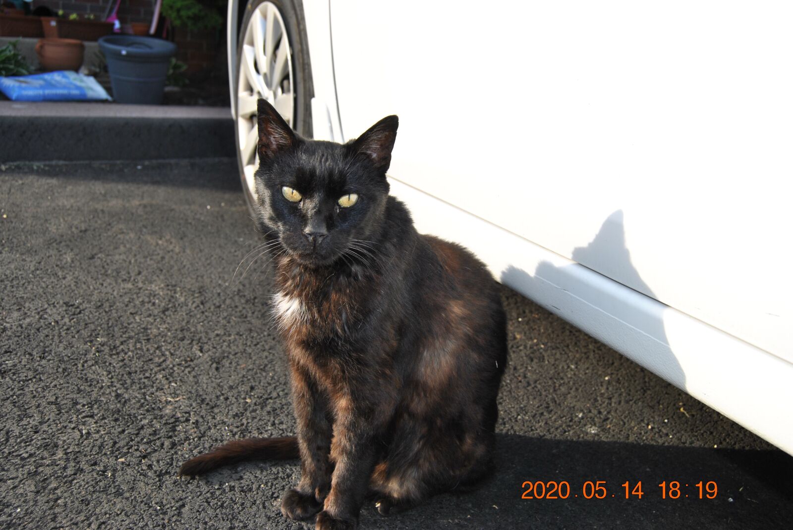 Nikon D3000 sample photo. Cat, sunny, sun photography