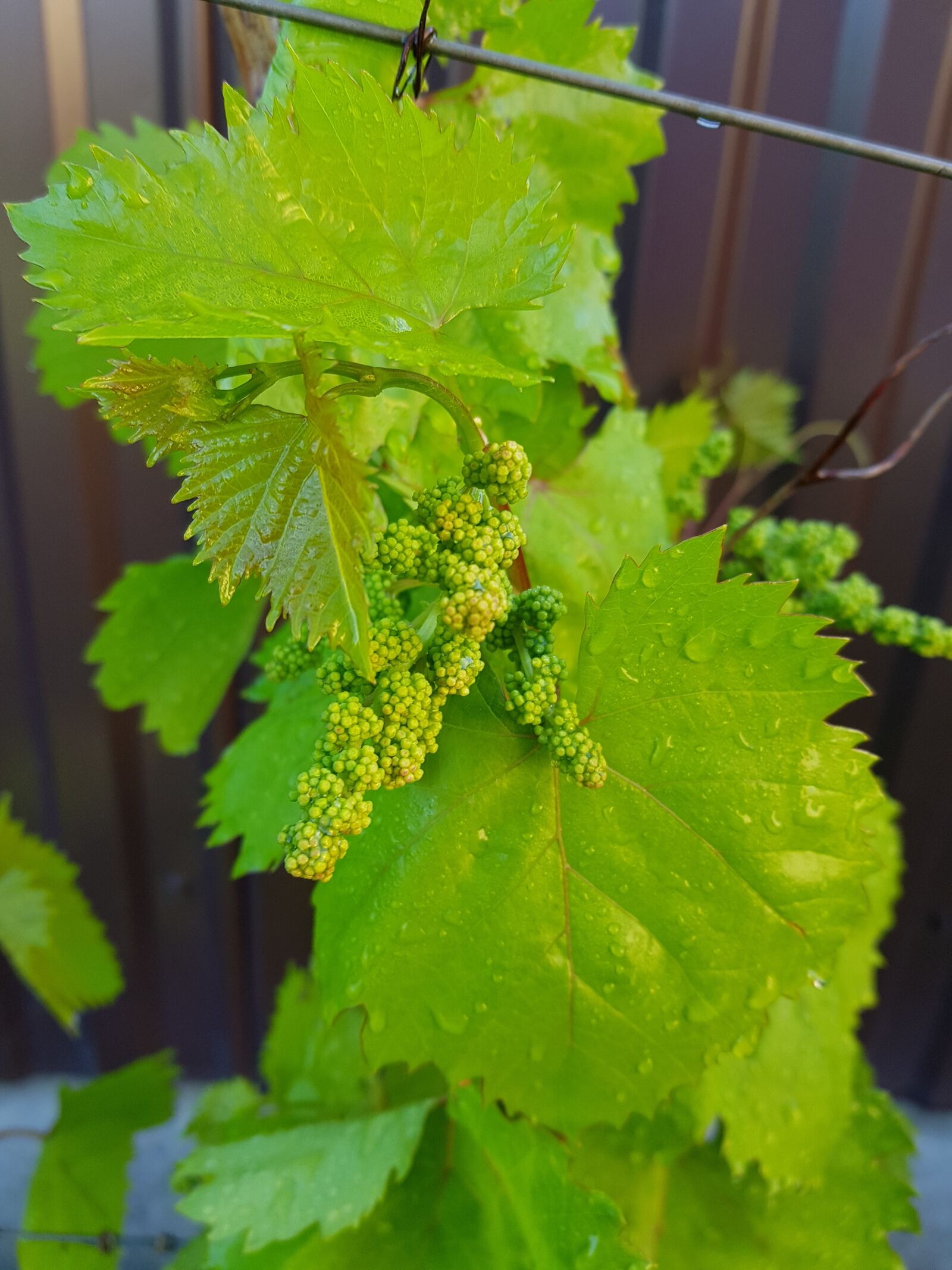 Samsung Galaxy S8 sample photo. Sheet, nature, plant photography